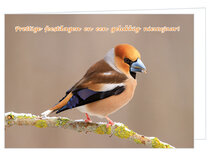 Luxe kerstkaarten vogels | appelvink Luxe kerstkaarten vogels | appelvink