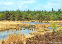 Fotografie workshop Fochteloërveen