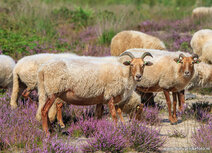 Fotografie workshop Bakkeveen