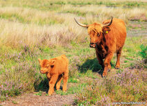 Dieren kaartjes | Schotse hooglanders kaart Dieren kaartjes | Schotse hooglanders kaart