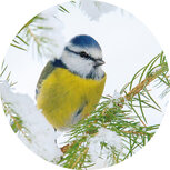 Sluitstickers kopen | 10 x sluitzegels pimpelmees in de sneeuw 4cm