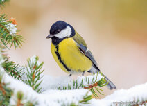 Vogelkaarten | ansichtkaart koolmees