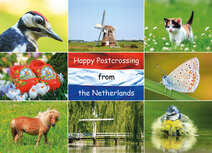 Postcrossing kaarten | Ansichtkaart Happy Postcrossing lente