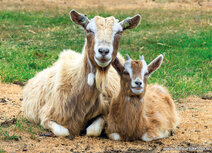 Lentekaarten | ansichtkaart geitjes