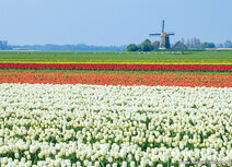 Molen kaarten | Ansichtkaart  Berkmeermolen in Obdam