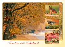 Postcrossing kaarten | groeten uit Nederland herfst