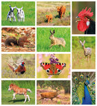 Dieren kaarten | Dieren kaartjes