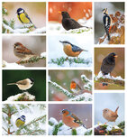 Vogelkaarten - set met 11 vogelmotief ansichtkaarten