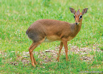 Dieren kaarten | Ansichtkaart kirks dikdik
