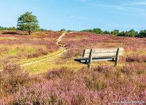 ansichtkaart heide op de Gasterse duinen