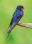 Vogelkaarten | ansichtkaart boerenzwaluw