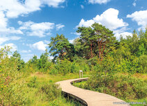 Ansichtkaart vlonderpad op de Strabrechtse heide