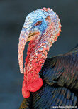 Vogelkaarten | ansichtkaart kalkoen