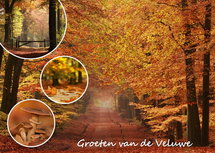 Ansichtkaart herfst op de Veluwe (VE007) Ansichtkaart herfst op de Veluwe (VE007)