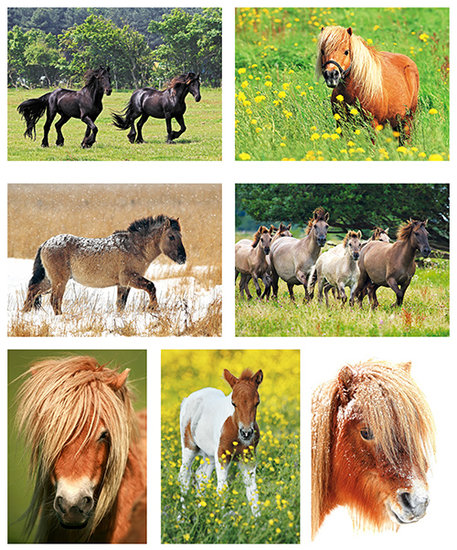 kaartenset paarden en ponys kaartenset paarden en ponys