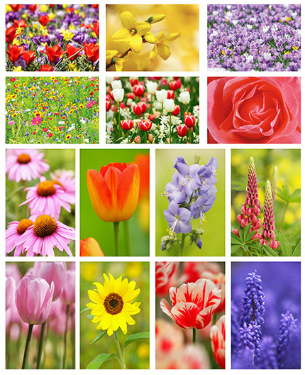 kaartenset bloemen kaartenset bloemen