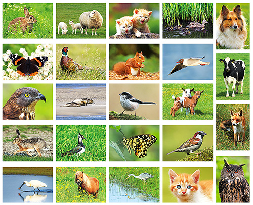 kaartenset dieren kaartenset dieren