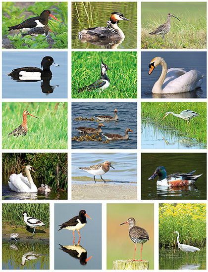 vogel kaartenset vogel kaartenset