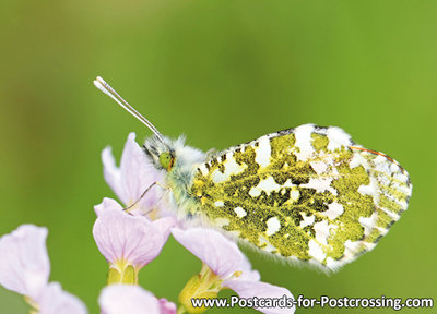 Vlinder kaarten, vlinderkaart Oranjetipje - Orange tip butterfly postcard - Schmetterling Postkarte  Aurorafalter