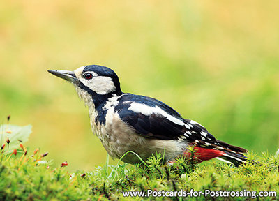 ansichtkaart GBS Grote bonte specht kaart, bird postcard Great spotted woodpecker, Postkarte vogel Buntspecht