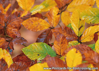 Ansichtkaart herfstbladeren, Postcard fall leaves, Postkarte Herbstblätter