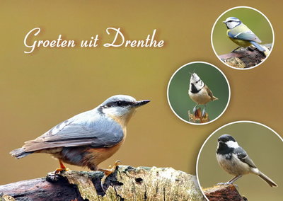 Ansichtkaart vogels in Drenthe, Postcard birds in Drenthe, Postkarte Vögel in Drenthe