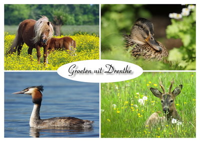 ansichtkaart dieren in Drenthe, postcard animals in Drenthe, Postkarte Tiere in Drenthe