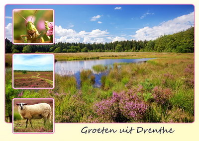 Ansichtkaart heide in Drenthe, Postcard heather in Drenthe, Postkarte Heide in Drenthe