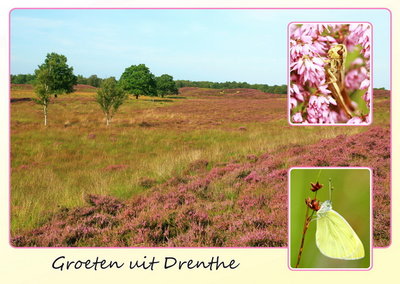 Ansichtkaart heide in Drenthe, Postcard heath in Drenthe, Postkarte Heide in Drenthe