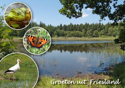 Ansichtkaart groeten uit Friesland, Postcard Friesland, Postkarte Friesland