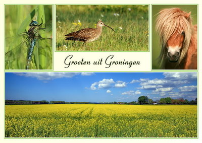 Ansichtkaart groeten uit Groningen, Postkarte grüße aus Groningen