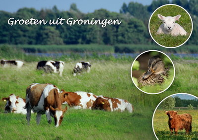 Ansichtkaart groeten uit Groningen, Postkarte grüße aus Groningen