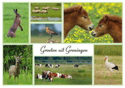 Ansichtkaart groeten uit Groningen, Postcard greetings from Groningen, Postkarte grüße aus Groningen