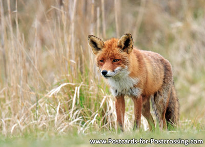 dierenkaarten, vos, fox postcard, Postkarte Wilde Tiere Fuchs