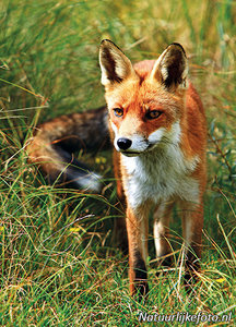 ansichtkaart vos kaart, fox postcard, Postkarte Fuchs