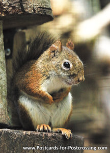 dierenkaarten, ansichtkaart Hudson eekhoorn, Zoo animals postcards American red squirrel, Postkarte Gemeines Rothörnchen