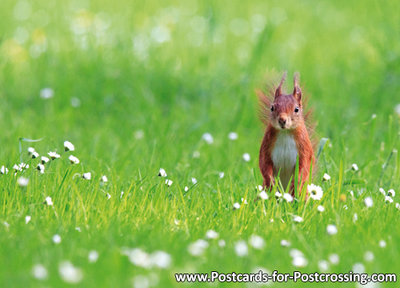 eekhoorn kaart, Animal postcard Red squirrel, Tier Postkarte Eichhörnchen