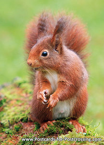 dierenkaart eekhoorn, wild animal postcard Red squirrel, Postkarten Wilde Tiere Eichhörnchen