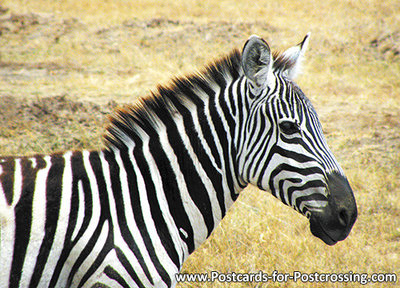 dierenkaarten ansichtkaart Afrika Zebra, African animal Zebra postcard , Afrika Tier Postkarte Zebra