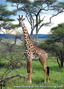 dierenkaarten Afrika Masai Giraffe, Animal postcard Africa Masai Giraffe, Afrika Tier Postkarte Masai Giraffe