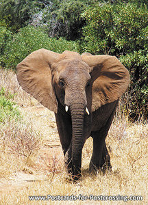 Kaart Olifant, Afrikaanse olifant, animal postcard African elephant, Afrika Tier Postkarte Afrikanische Elefant