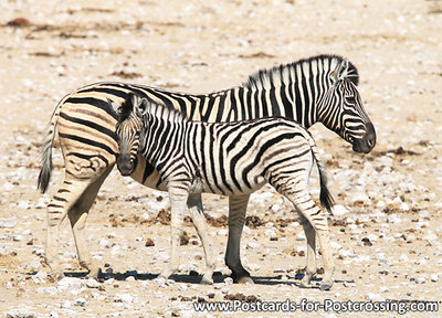 dierenkaarten Afrika Burchell’s zebra, animal postcard Africa Burchell’s zebra, Burchell’s zebra Postkarte