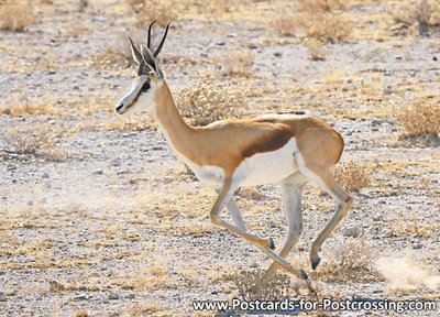 dierenkaarten ansichtkaart dieren Afrika Springbok, postcard animals in Africa Springbok, Tier Postkarte Afrika Springbok