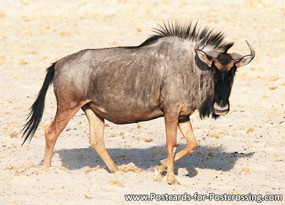 dierenkaarten ansichtkaart dieren Afrika Gnoe, animal postcards Africa Wildebeest, Postkarte Tiere Afrika Gnus