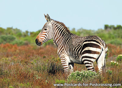 dierenkaarten Afrika Kaapse bergzebra, postcard Africa Cape mountain zebra, Kap Bergzebra Postkarte