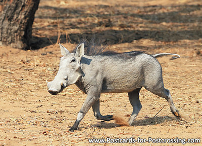 dierenkaarten ansichtkaart dieren Afrika Wrattenzwijn, postcard animals in Africa Warthog, Postkarte Afrika Tiere Warzenschwein