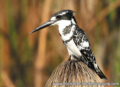 dierenkaarten Afrika Bonte ijsvogel, bird postcard Africa Pied kingfisher, Postkarte Afrika Tiere Graufischer