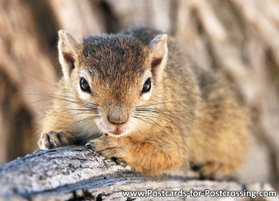 dierenkaarten ansichtkaart dieren Afrika boomeekhoorn , postcard animals in Africa tree squirrel, Postkarte Afrika Tiere Baumh