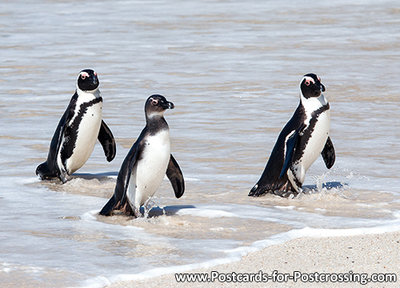 Ansichtkaart Zwartvoet pinguïns, African penguins postcard, Postkarte Brillen pinguins