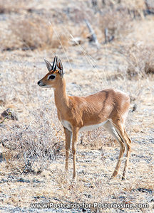 Ansichtkaart Steenbok antilope, Steenbok postcard, Steinböckchen Postkarte